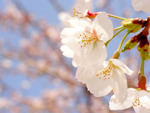 sakura