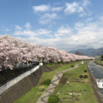 水無川沿い